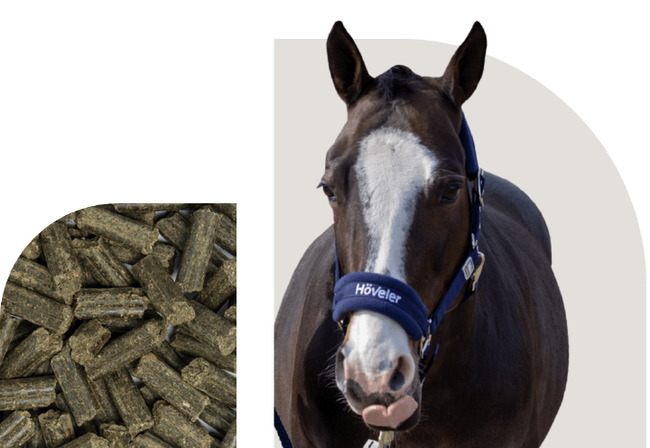 bild hoeveler sortiment pferdefutter belohnung